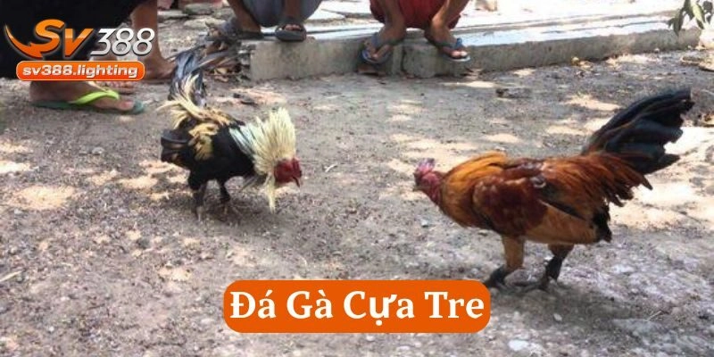 Đá Gà Cựa Tre có gì hấp dẫn?