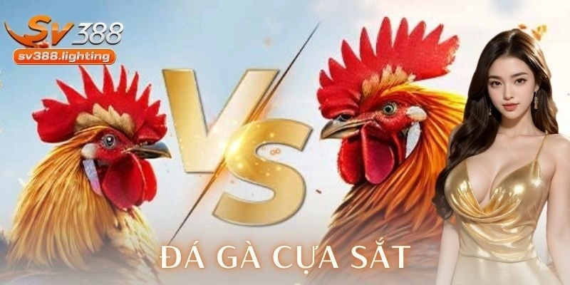   Cách chơi đá gà cựa sắt và các chiến thuật phổ biến