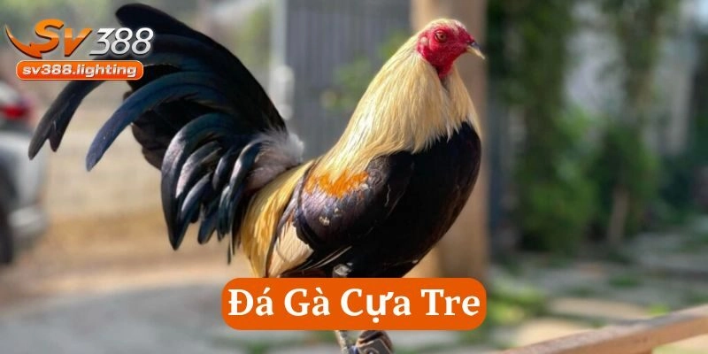 Đá Gà Cựa Tre SV388