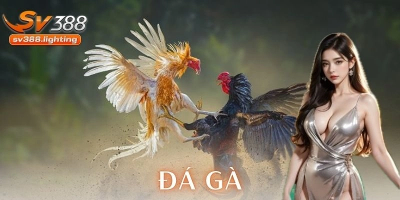 Các loại kèo đá gà và cách chơi chi tiết