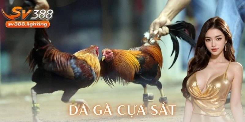  Lưu ý quan trọng khi tham gia đá gà cựa sắt