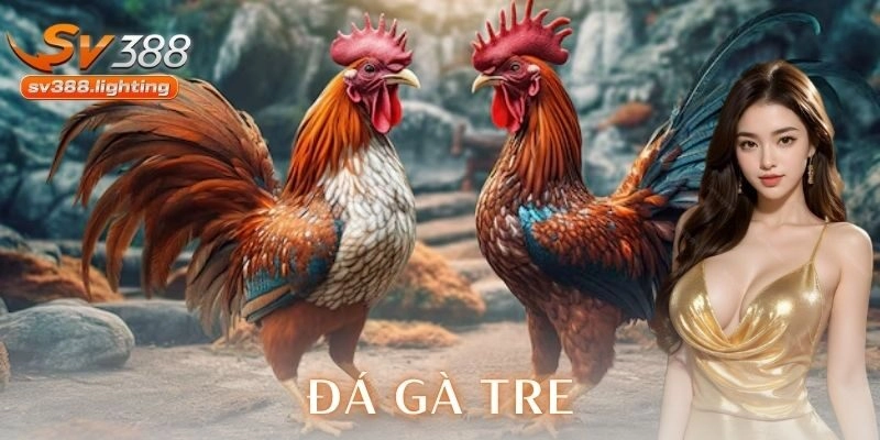 Tổng quan về đá gà tre và sức hút đặc biệt